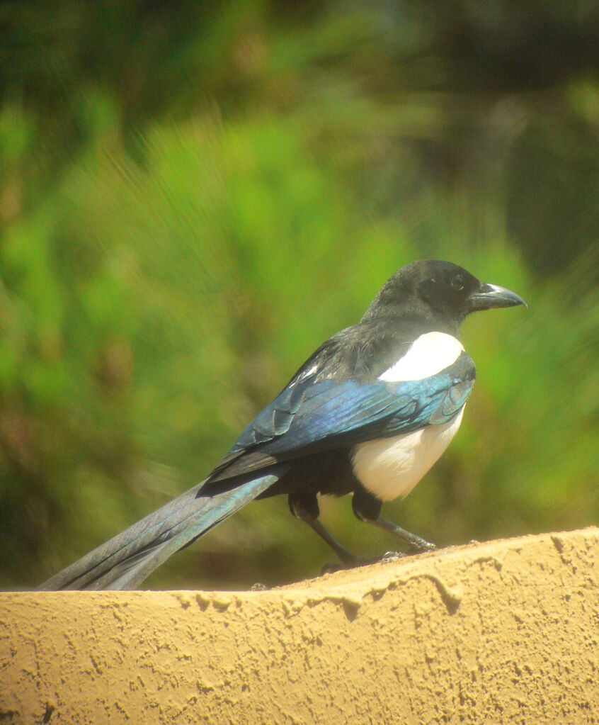 Eurasian Magpie male adult breeding, identification