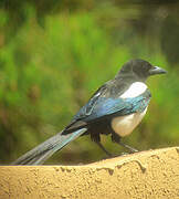 Eurasian Magpie