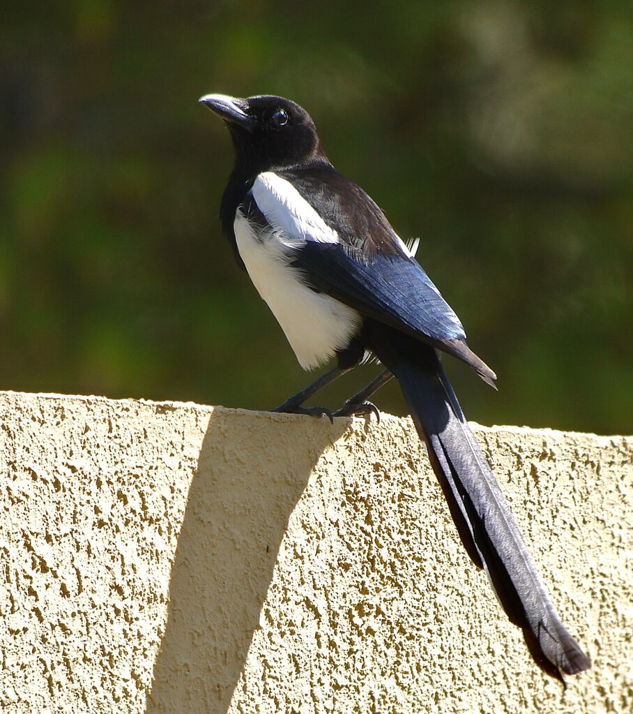 Eurasian Magpie male adult breeding, identification