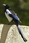 Eurasian Magpie