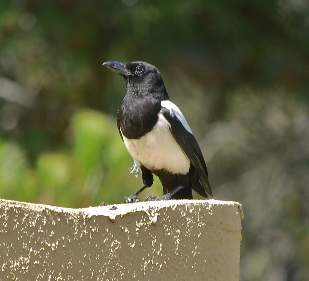 Eurasian Magpieadult breeding, identification