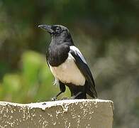 Eurasian Magpie