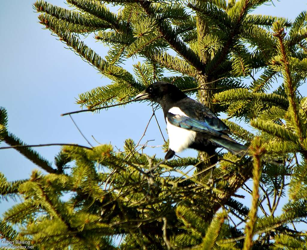 Eurasian Magpieadult breeding, Reproduction-nesting