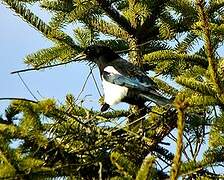 Eurasian Magpie