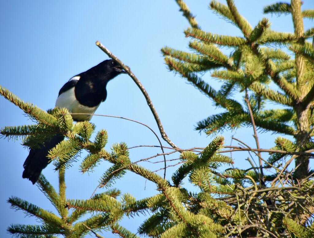 Eurasian Magpieadult, Reproduction-nesting