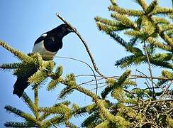 Eurasian Magpie