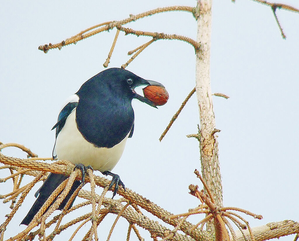 Eurasian Magpieadult, eats