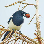 Eurasian Magpie