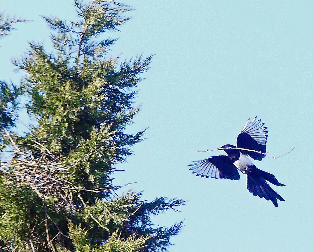 Eurasian Magpie