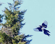 Eurasian Magpie