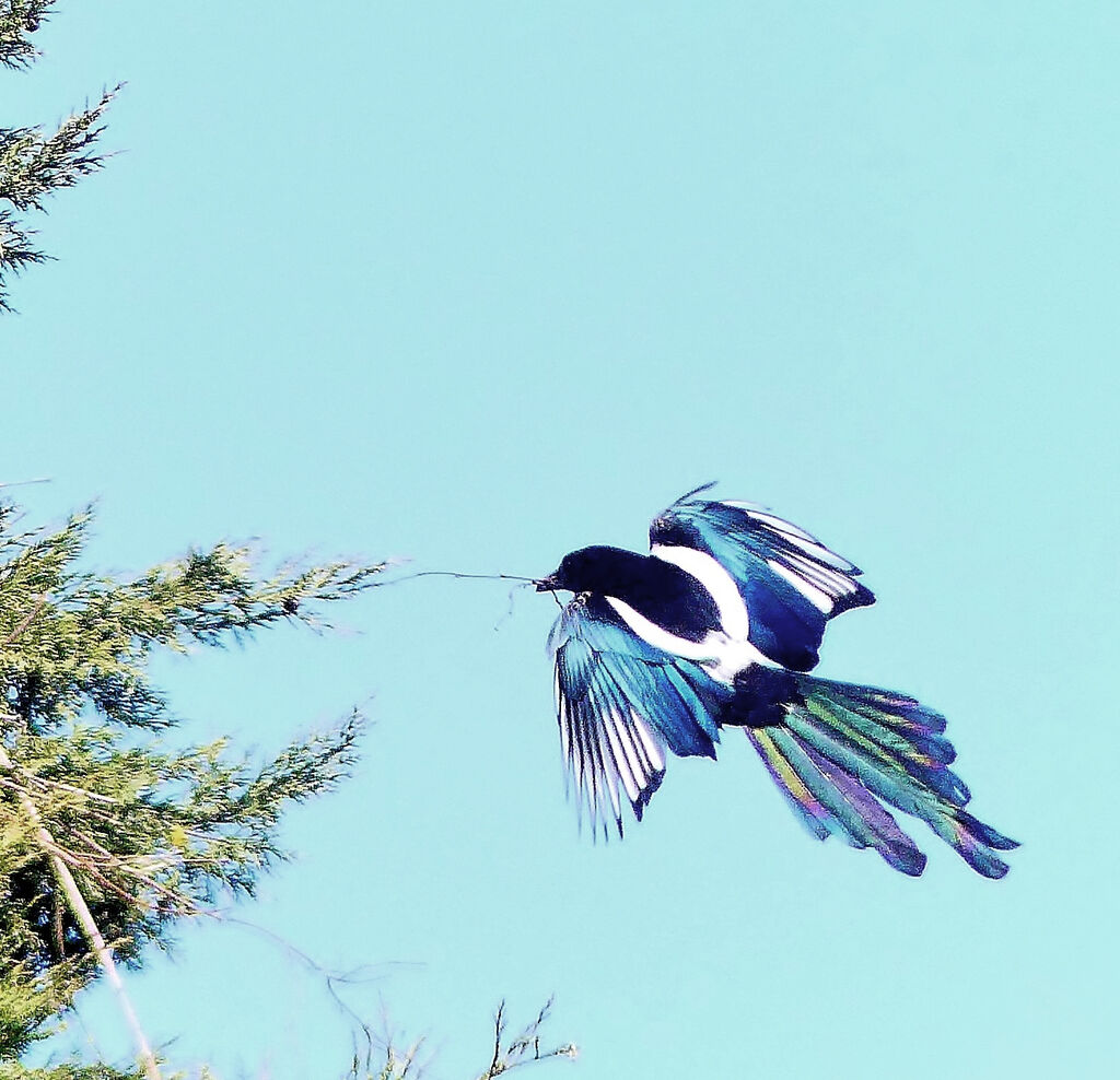 Eurasian Magpie