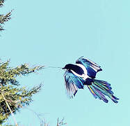 Eurasian Magpie