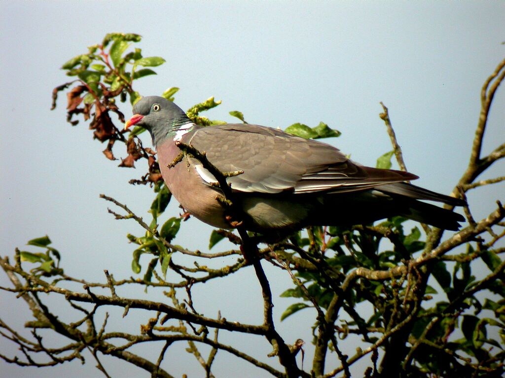 Common Wood Pigeon