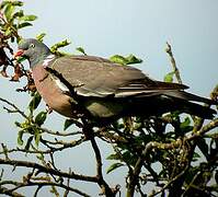 Common Wood Pigeon