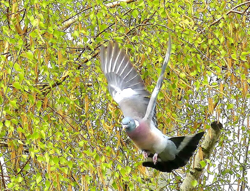 Common Wood Pigeon