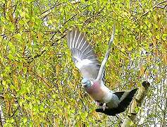 Common Wood Pigeon