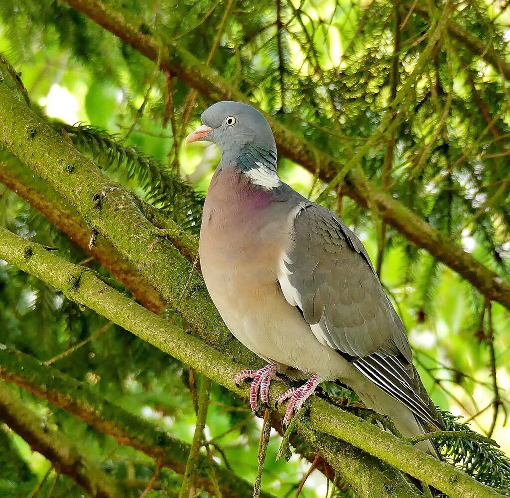 Pigeon ramier mâle adulte nuptial, identification