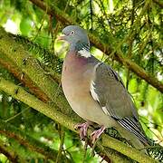 Common Wood Pigeon