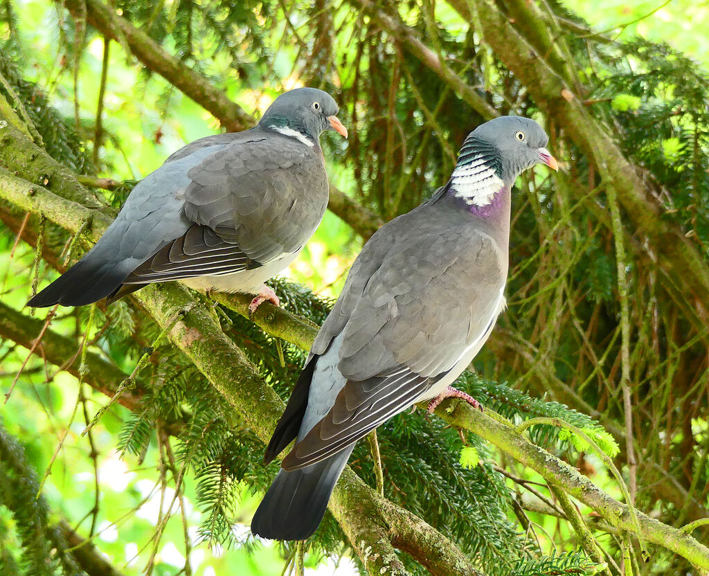 Common Wood Pigeonadult breeding