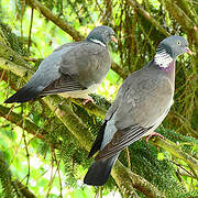 Common Wood Pigeon