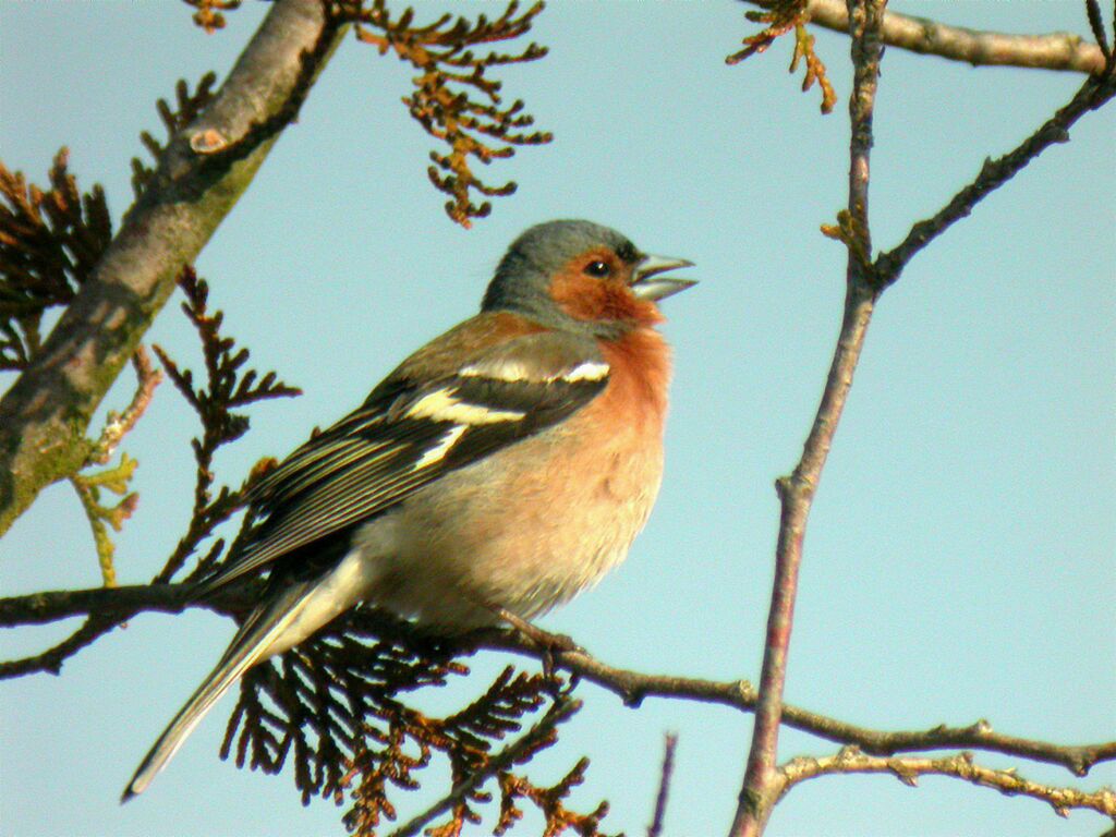 Eurasian Chaffinch male adult