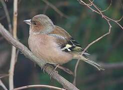 Eurasian Chaffinch