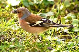 Common Chaffinch