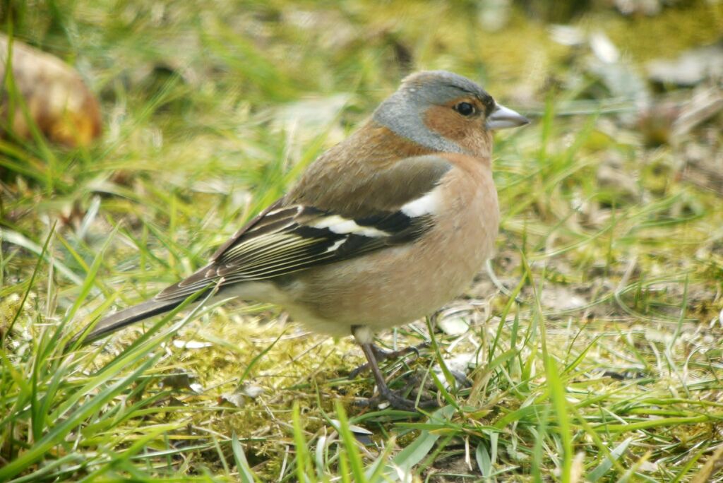 Eurasian Chaffinch male adult breeding, identification