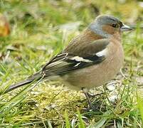 Eurasian Chaffinch