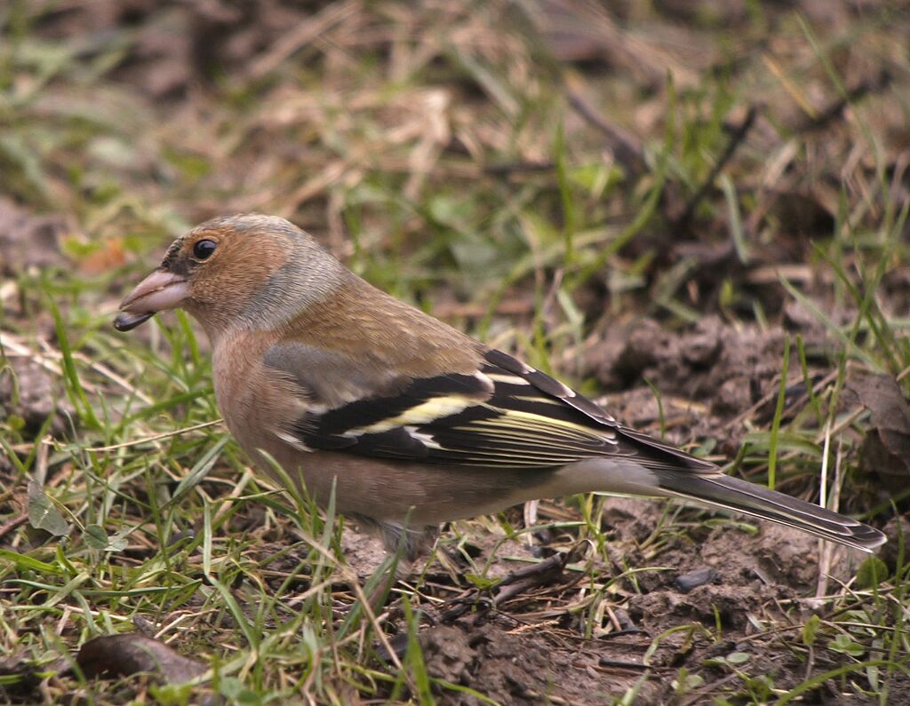 Eurasian Chaffinch male, identification