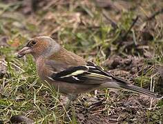 Eurasian Chaffinch