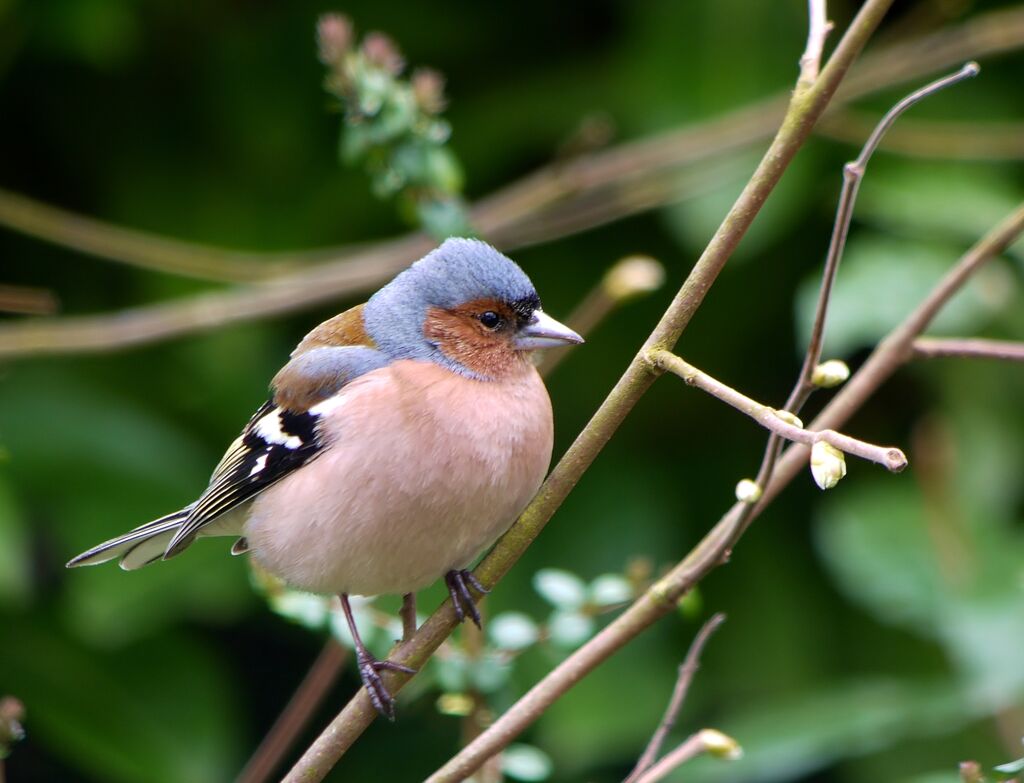 Common Chaffinch male adult breeding, identification