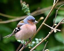 Eurasian Chaffinch