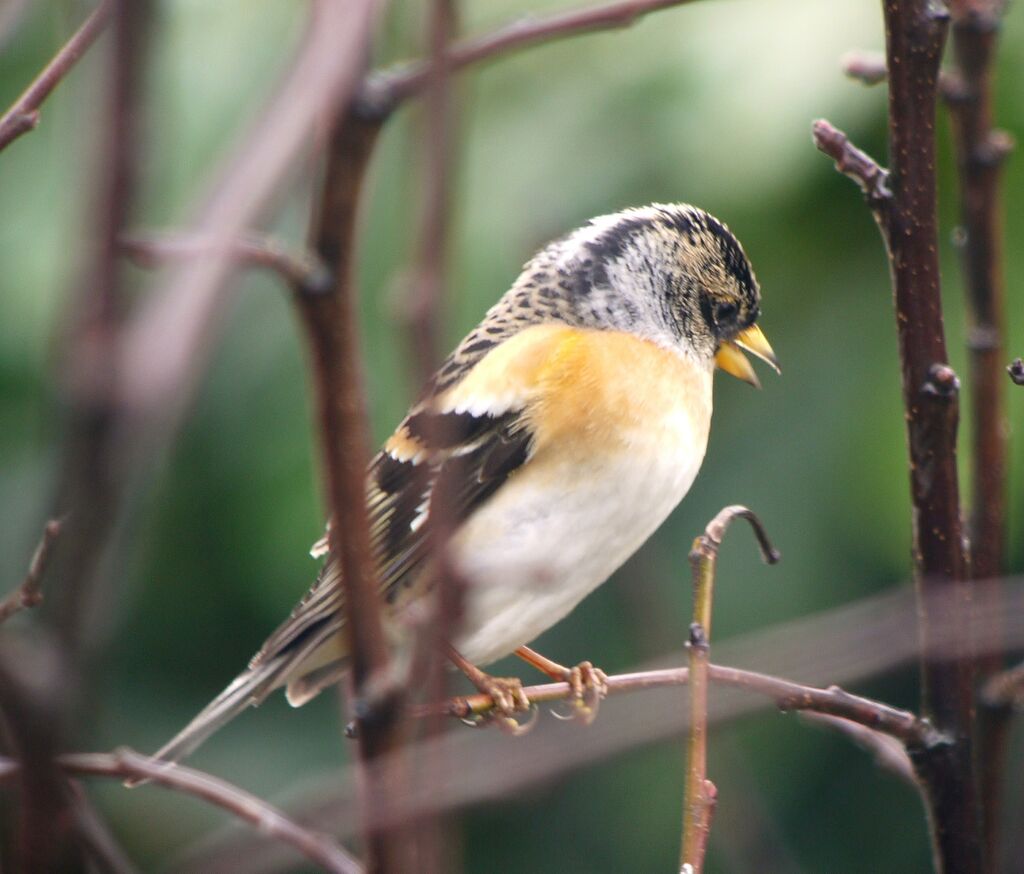 Bramblingadult post breeding, identification