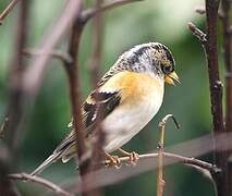 Brambling