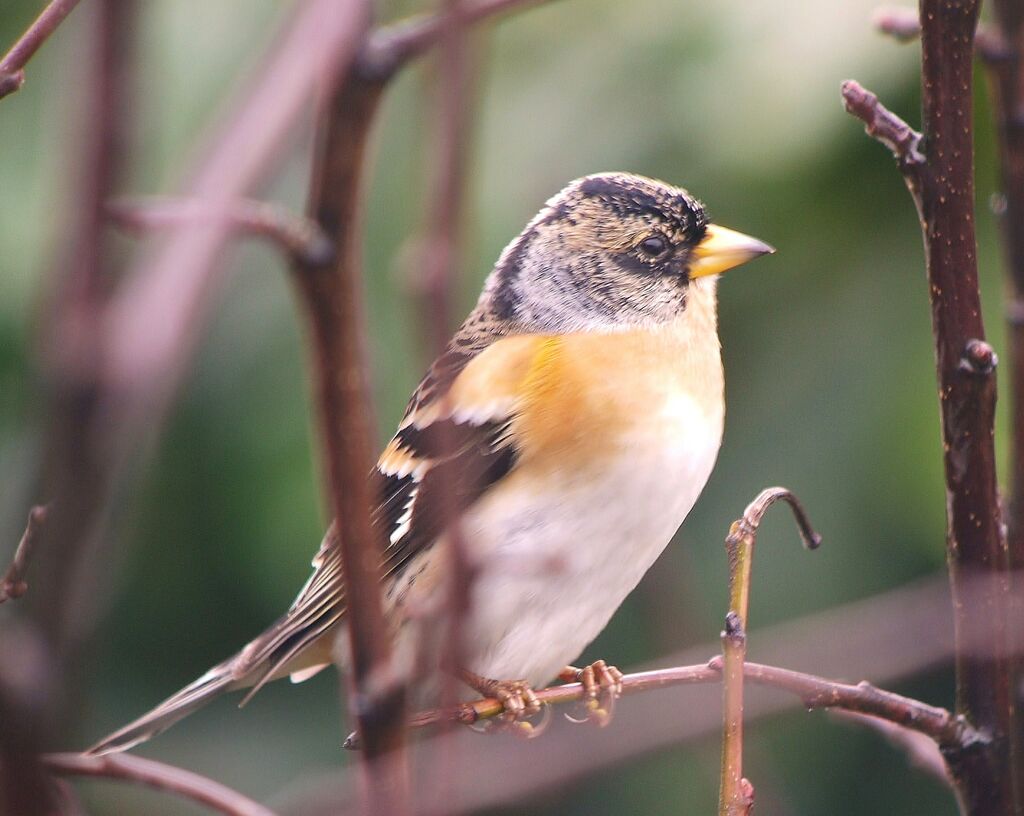 Bramblingadult post breeding, identification