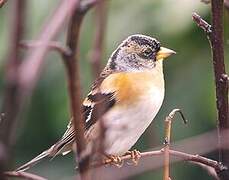 Brambling