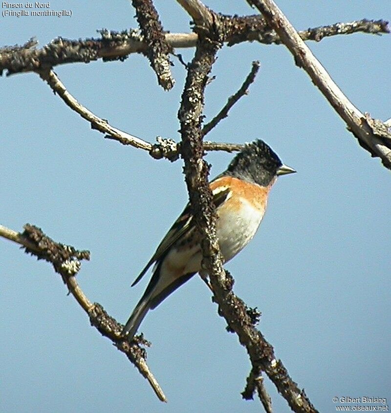 Brambling