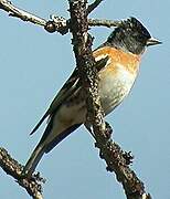 Brambling