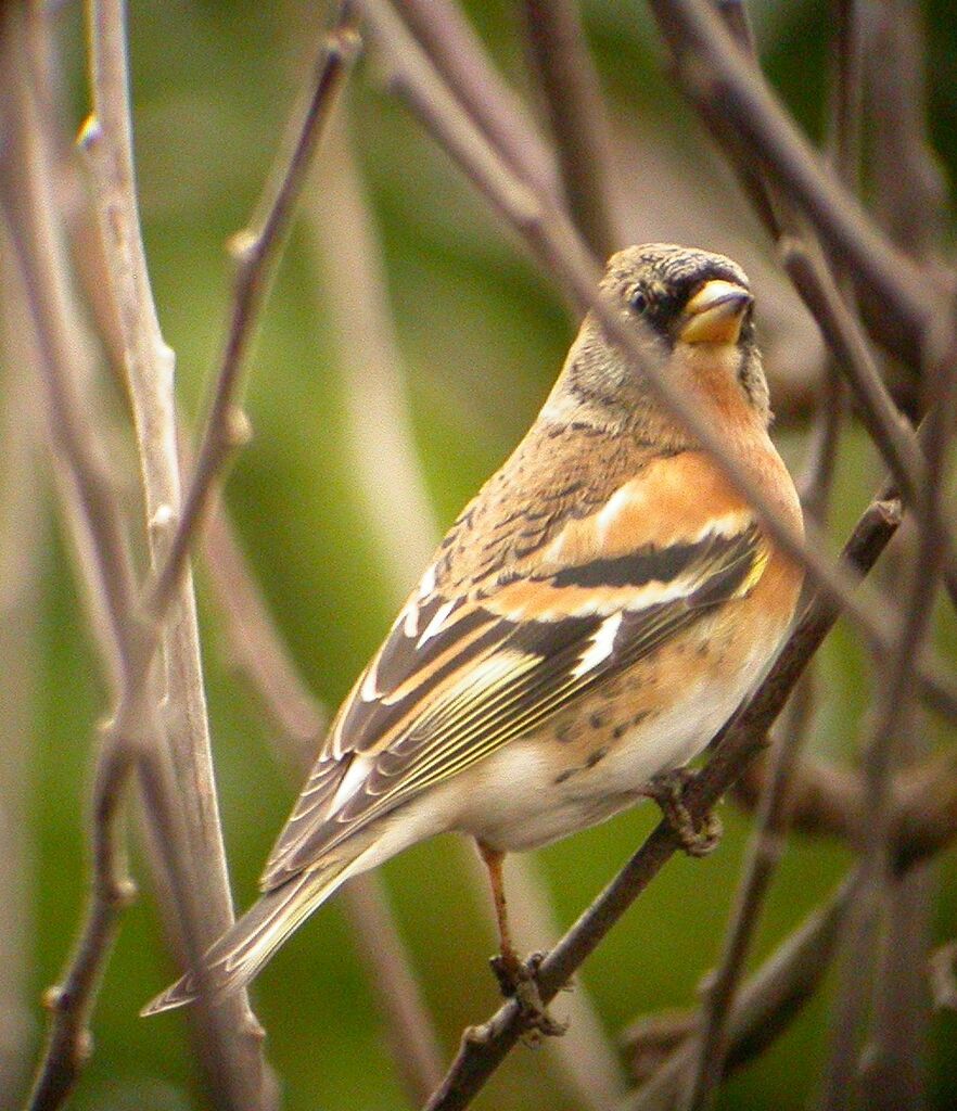 Brambling