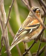 Brambling