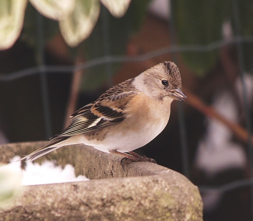 Bramblingadult post breeding, identification