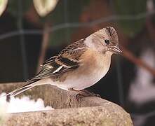 Brambling