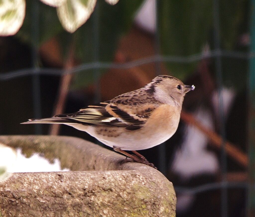 Brambling female adult post breeding, identification