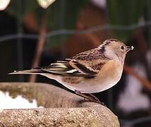 Brambling