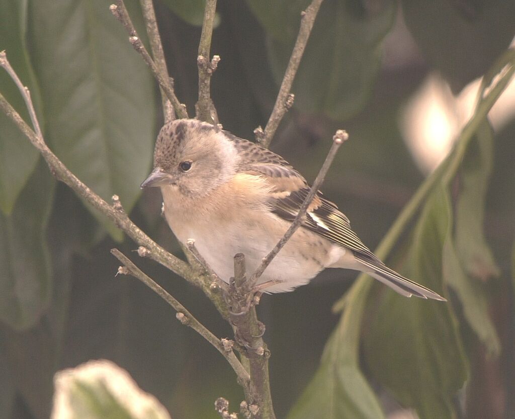 Brambling female adult post breeding, identification