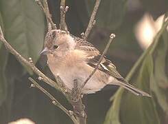 Brambling