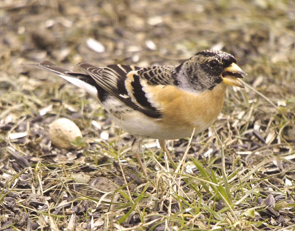 Brambling male adult post breeding, identification