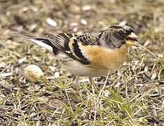 Brambling