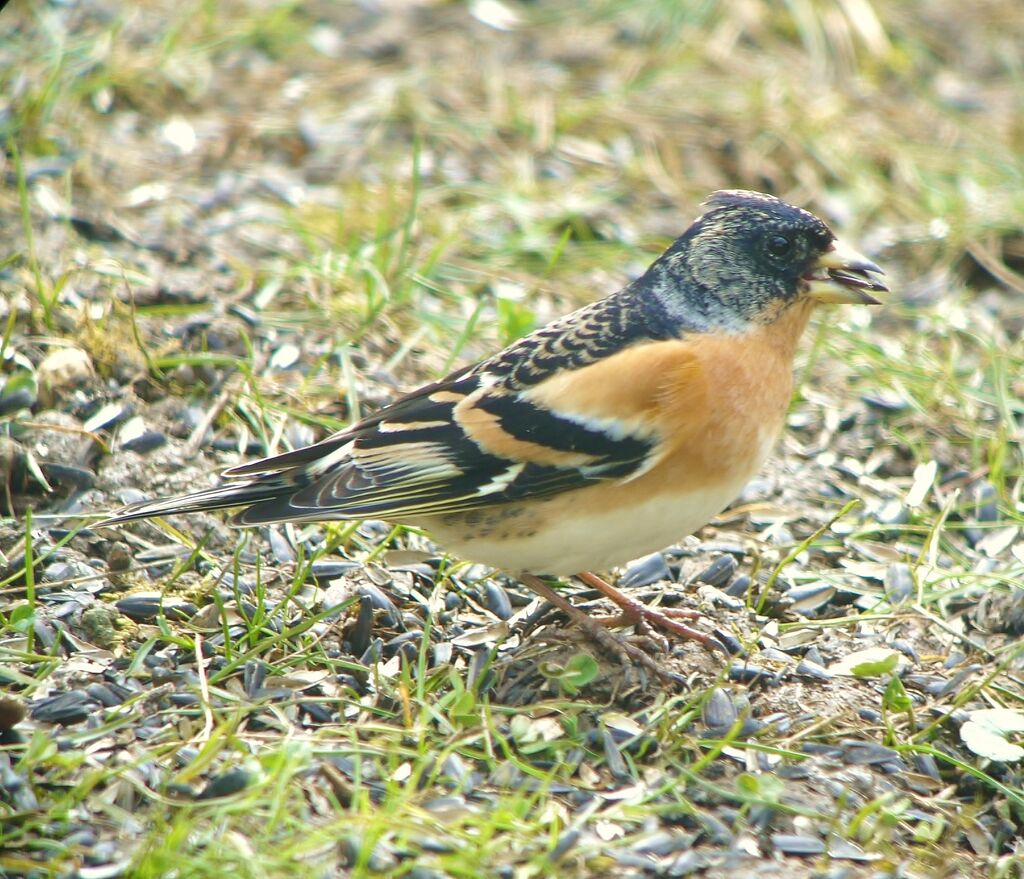 Brambling male adult post breeding, identification